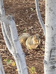 Sciurus niger