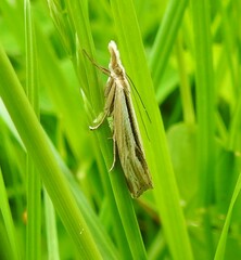 Orocrambus ramosellus