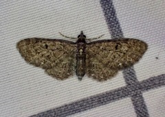 Eupithecia tripunctaria