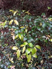 Backhousia myrtifolia