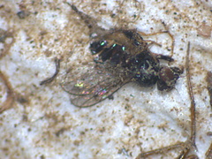Acalyptratae