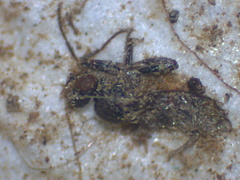 Acalyptratae