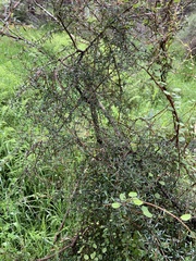 Coprosma propinqua propinqua