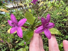 Pseuderanthemum laxiflorum