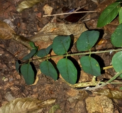 Derris involuta