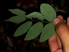 Derris involuta
