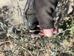 Palafoxia arida arida