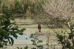 Rostrhamus sociabilis