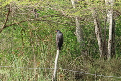 Rostrhamus sociabilis