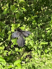 Crotophaga sulcirostris