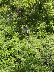 Crotophaga sulcirostris