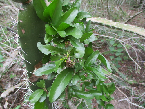 Image of Adelia vaseyi by (c) Alexis López Hernández, some rights reserved (CC BY)