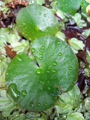 Nymphoides indica