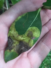 Corythoxestis zorionella