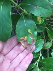 Corythoxestis zorionella