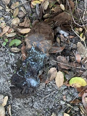 Pisolithus tinctorius
