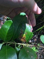 Corythoxestis zorionella