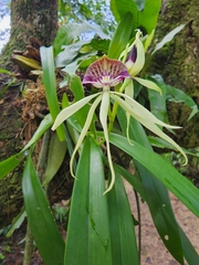 Prosthechea cochleata
