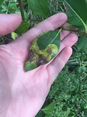 Corythoxestis zorionella