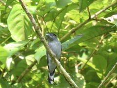 Pachyramphus polychopterus