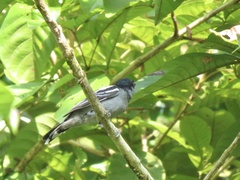 Pachyramphus polychopterus