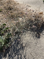 Palafoxia arida arida