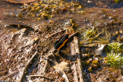 Parcella amarynthina