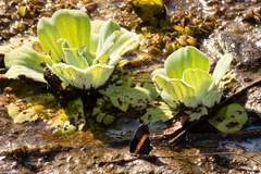 Parcella amarynthina