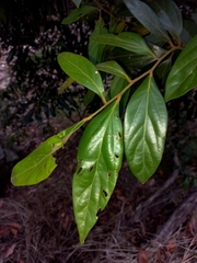 Cryptocarya triplinervis pubens