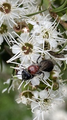 Colletidae