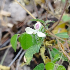 Tetramerium nervosum