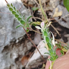 Tetramerium nervosum