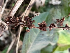 Rumex obtusifolius