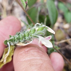 Tetramerium nervosum