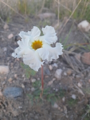 Mandevilla petraea