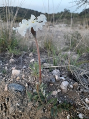 Mandevilla petraea