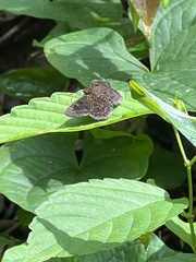 Carcharodini