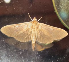 Herpetogramma sphingealis