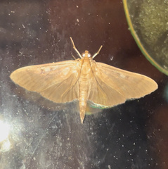 Herpetogramma sphingealis