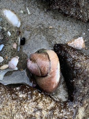 Crepidula norrisiarum