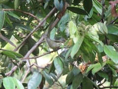 Leiothlypis peregrina