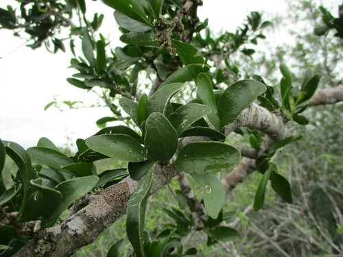 Image of Adelia vaseyi by (c) Alexis López Hernández, some rights reserved (CC BY)
