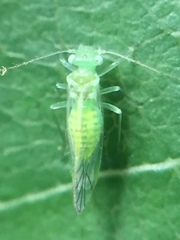 Austropsocus viridis