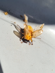 Cyclocephala signaticollis