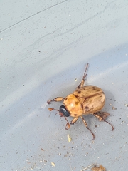 Cyclocephala signaticollis