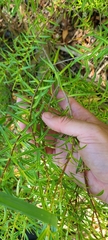 Veronica strictissima