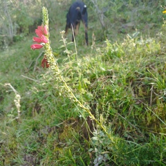 Lamourouxia multifida