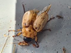 Cyclocephala signaticollis