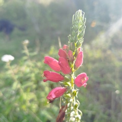 Lamourouxia multifida