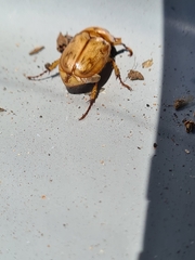 Cyclocephala signaticollis